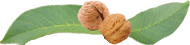 Noix