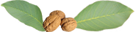 Noix