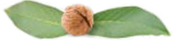 Noix